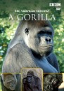  - A gorilla