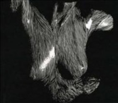 Oceansize - Self Preserved While The Bodies Float Up Ltd - CD
