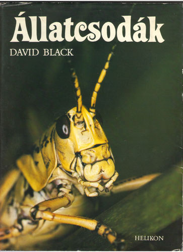 David Black - llatcsodk