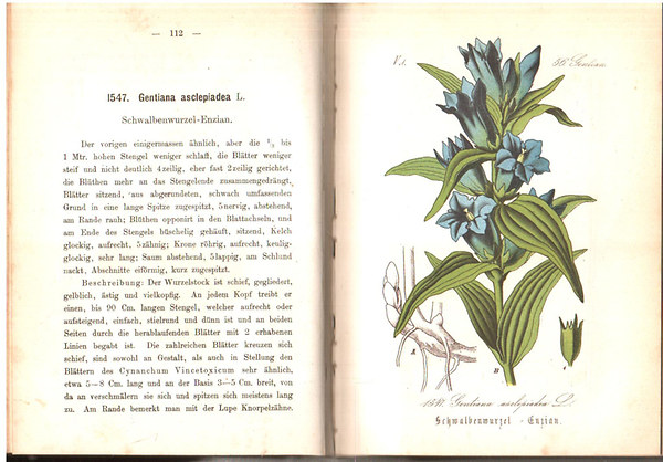 Ernst Dr. Hallier - Flora von Deutschland (Sechzehnter Band. 52-60.)