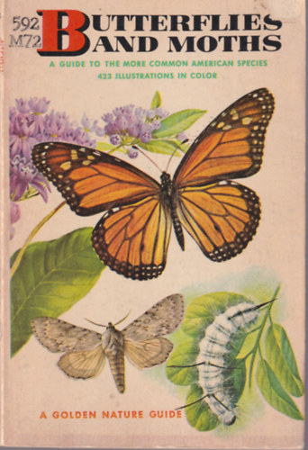 Butterflies and moths - Lepkk