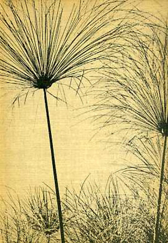 Bodoky Richárd - Livingstone