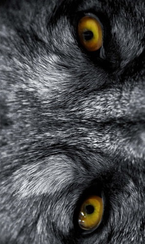 Hestia Potter - Legendary: L�zad�s