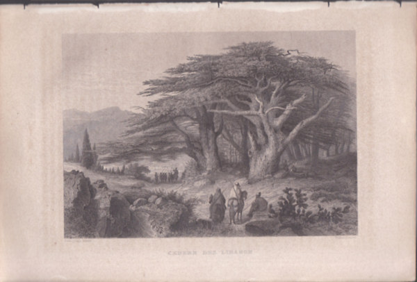 Cedern des Libanon (Libanoni cédrusok) (16x23,5 cm lapméretű eredeti acélmetszet, 1856-ból)